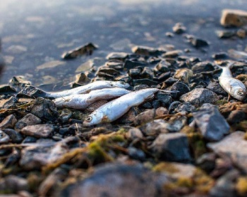 На Байкале произошла массовая гибель рыбы