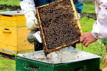 Чтоб не навредить трудягам-пчелам