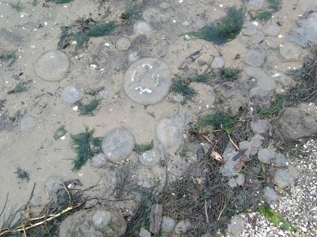 На Украине в Николаевской области на берег Черного моря выбросило миллионы медуз